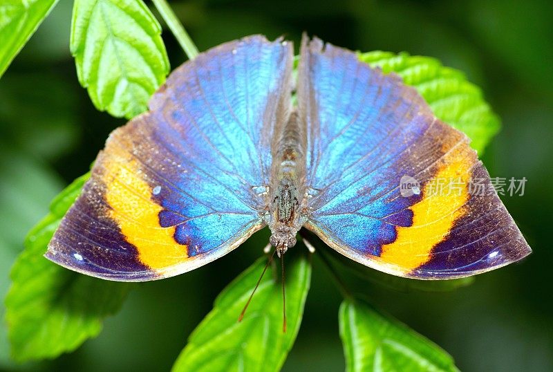 叶蝴蝶(Kallima inachus)展开翅膀的动物行为。